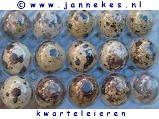 photo quail eggs