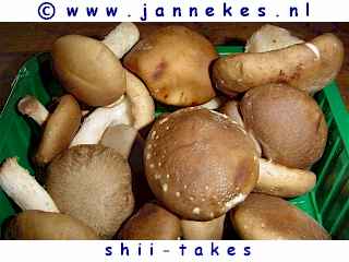 photo shiitake